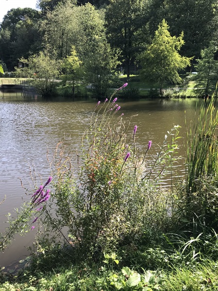 Teich im Kurpark